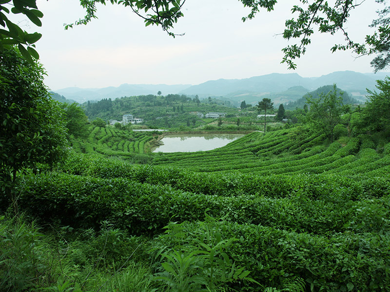 古丈青竹山示范性基地